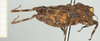 CollectionObject 1517879; 439778c6-42be-41bc-822e-bb57624783ce, NHMUK10924419: male, lateral view (holotype). (CollectionObject).