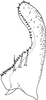 Subgenital plate, ventral view on Arboridia (Arboridia) echinata Song & Li, 2013: (Observation).