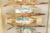 CollectionObject 1559347; 78e97a08-6155-40d4-9a0c-e885a0bd9b27: copyright ANSP. females, dorsal view (paratype). (CollectionObject).;CollectionObject 1559348; d775b2c6-2124-4185-9467-d9a8da445562: copyright ANSP. females, dorsal view (paratype). (CollectionObject).