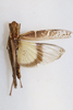 CollectionObject 1478569; 860e69ea-28df-4dad-a8b9-189d5d5a2fd8: female, dorsal view (holotype of Gastrimargus africanus pusillus). (CollectionObject).