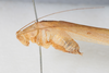 CollectionObject 1505829; 304351ea-b7ac-458b-80bb-ac4c68c7906f: Male, lateral view (syntype). (CollectionObject).