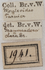 labels (syntype). Depicts CollectionObject 1533006; NMW 1941, bbd2d048-26b5-42b6-8ff9-14fad7b18b3d, a CollectionObject.