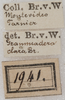 CollectionObject 1533006; NMW 1941, bbd2d048-26b5-42b6-8ff9-14fad7b18b3d: labels (syntype). (CollectionObject).