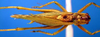 Tettigonia longispina Ingrisch, 1983: male, dorsal view (possible type). (Otu).
