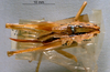 CollectionObject 1516489; e215884b-1e4f-4dc3-87f9-4d653c1f9d04: female, dorsal view (allotype). (CollectionObject).