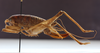 CollectionObject 1583437; 76c46bb3-cd92-42e1-8ac3-982d0c2c6c54: female, lateral view (paratype). (CollectionObject).