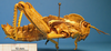 CollectionObject 1538317; e1520398-6d14-49f1-903d-fd41f22dd68a: male, lateral view (holotype). (CollectionObject).