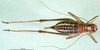 CollectionObject 1502525; 8147f0db-096c-483f-87ba-02a3167e8329: female, dorsal view (paratype of Isophya tenuicerca). (CollectionObject).