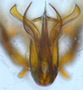 Aedeagus, ventral view: !! display not done !! on N. Gen. ML1 n. sp. 1: Penthimiini Kirschbaum, 1868: (Observation).
