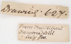 CollectionObject 1562289; 3f84e5bd-f5f7-42e6-9ddf-0a6b1f7ce6c0: copyright MVMA, Melbourne. female, data labels of synonym Tropidoderus iodomus (syntype). (CollectionObject).