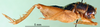 CollectionObject 1501763; a16ccdfd-aaba-4bca-93f6-acf249a6cc61: male, lateral view (paralectotype). (CollectionObject).