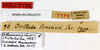 CollectionObject 1560582; ee31b6f5-a407-4899-a2c9-eb42d05ef24d: copyright MNHN, Paris. male Ocellata chaperi, data labels (holotype). (CollectionObject).
