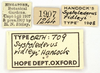 CollectionObject 1521838; OUM 709, 988a3cce-d80f-45fe-8381-b7b0b7871dfa: labels (holotype of Systolederus ridleyi). (CollectionObject).