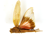 CollectionObject 1589297; d8178254-569b-4c0e-9610-a0a0c64fd75a: male, dorsal view (paratype). (CollectionObject).