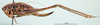 CollectionObject 1502684; e4215c47-9704-4875-b210-1c044f9ba408: female, lateral view (paratype of Platycleis moldavica). (CollectionObject).