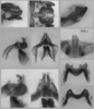 Melanoplus borealis (Fieber, 1853): male genitalia. (Otu).