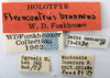 Other: !! display not done !! on Flexocentrus brunneus Funkhouser, 1930: (Observation).