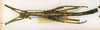 CollectionObject 1563614; 772b6001-dfff-45ed-993e-816afe7e600e: copyright ANSP. male (paralectotype). (CollectionObject).