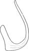 Aedeagus, lateral view: Aedeagus, lateral view. (Observation).