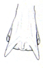 Ommexecha walkeri Kevan, 1959: Fig. 34. apex of hind femur of male, dorsal view. (Otu).