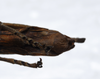 CollectionObject 1576105; c7efa36e-a072-4225-86ac-ff1507e64a84: copyright FRCS, Sabah. female: end of abdomen, ventral view (holotype). (CollectionObject).