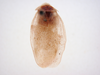 Arenivaga rehni Hebard: Photo by Heidi Hopkins. Copyright ANSP. Holotype (adult male) of Arenivaga rehni in ANSP. (Otu).