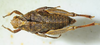 CollectionObject 1498697; 922d6b58-9b60-4168-8926-1f438a0de90d: female, dorsal view. (CollectionObject).