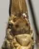 CollectionObject 1536016; fe2c7e06-380c-4088-ad23-bca0381552bf: female subgenital plate (syntype). (CollectionObject).