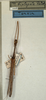 CollectionObject 1559662; NMW 1008, 57411d64-82fa-4b8d-bb4a-a5465c6bede8: copyright NMW, Vienna. male (holotype). (CollectionObject).