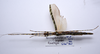 CollectionObject 1576321; 28a50afe-c71f-4067-84f6-830376dd4464: copyright Francis Seow-Choen. female, dorsal view (paratype). (CollectionObject).