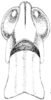 Morsea californica Scudder, 1898: Fig. 221. female, head and pronotum, dorsal view. (Otu).
