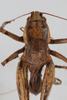 CollectionObject 1505836; bb6c90b3-dc1c-477a-bc51-c27b0a36fc50: male, dorsal view (syntype). (CollectionObject).
