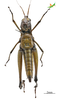CollectionObject 2243536; 9c6edb87-f604-4461-8a07-f1e76fd5cb00, Unioeste Cascavel K-0591: Female, in ventral view. (CollectionObject).
