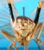 CollectionObject 1500155; e6713855-9cc7-4867-a669-aca9575c269a, MfN 4787: male,caudal view (holotype of Gryllacris alternans). (CollectionObject).