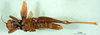CollectionObject 1501543; 7f001796-020f-4661-bc3b-b3fb5d66640d, DORSA BA000164S01: male, ventral view (holotype). (CollectionObject).