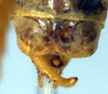 Caedicia mesochides Rentz, 1988: male cerci (paratype). (Otu).