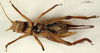 CollectionObject 1476813; ddb6d3a2-f92d-4f7b-9bc7-e2699550e66c, DORSA BG00017S01: female, ventral view (holotype). (CollectionObject).