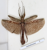 CollectionObject 1561350; 1adf552d-2146-4e4d-a9d2-f1cac6f562a3: copyright MHNG, Geneva. male, dorsal view (holotype). (CollectionObject).