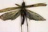CollectionObject 1500382; 025e9185-10b5-41a8-be5d-6358d0e895cd, DORSA BTeumnigHTM: male, dorsal view (holotype). (CollectionObject).