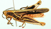 Strombocardeniopsis porphyrus Jago, 1984: male, lateral view. (Otu).