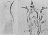 Pygofer lobe, aedeagus, connective, and styli Depicts Other, an Observation.