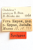 CollectionObject 1528878; 5c7ae948-9bf6-4843-958d-3c9b2a4c4a9e: labels (syntype of Oedaleus asiaticus). (CollectionObject).