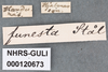Other: !! display not done !! on Clastoptera funesta Stål, 1854: (Observation).