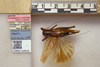 CollectionObject 1499257; 9a6304cb-6055-42a9-88a9-2e7db7602ae4: Male, dorsal view, labels, scale (holotype). (CollectionObject).