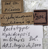 CollectionObject 1539608; 8f968fd7-e63f-44c8-b8a6-bc4453baeca6: male labels (lectotype). (CollectionObject).