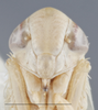 Head on Athysanella (Gladionura) adunca Ball & Beamer, 1940: Head. (Observation).