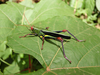FieldOccurrence 168; e51c02b1-e41d-4be6-adc6-e8a69414e71e; Tanzania
Udzungwa Mountains, 2017/01/??: male. (FieldOccurrence).