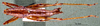 CollectionObject 1503229; MBBJ 3224798, d61b2272-81b2-4620-8f3b-da74bc82e3d0: male habitus dorsal view. (CollectionObject).