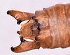 CollectionObject 1572184; ea01757e-86b9-496b-a56f-b6d20e33cdf8: male, terminalia in dorsal view (holotype). (CollectionObject).