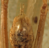 CollectionObject 1529734; 6ce18925-a8fb-4989-8352-ba52dc4f34f9: male subgenital plate (holotype). (CollectionObject).